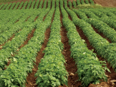 Soil Analysis for Gardeners Image